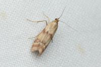 Homoeosoma sinuella