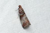 Acrobasis advenella