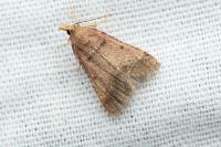 Stemmatophora brunnealis