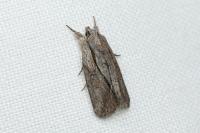 Bryophila raptricula