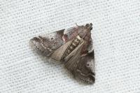 Acrobasis suavella