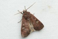 Xestia xanthographa