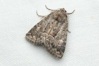 Thalpophila matura