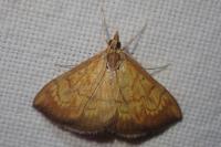 Ecpyrrhorrhoe rubiginalis
