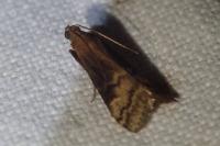 Euzophera fuliginosella