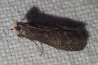 Eccopisa effractella