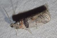 Sciota rhenella
