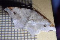 Macaria alternata