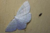 Cabera exanthemata