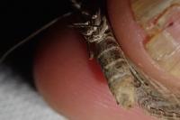Aplocera efformata