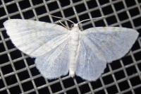 Asthena albulata