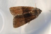 Mesoligia furuncula