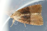 Mesoligia furuncula