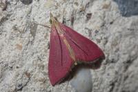 Pyrausta inornatalis