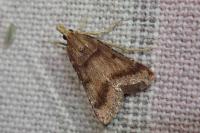 Stemmatophora brunnealis