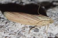 Ematheudes punctella