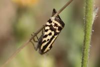 Emmelia trabealis