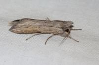 Cucullia umbratica