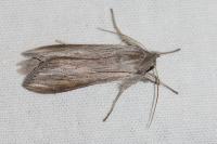 Cucullia umbratica