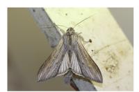 Cucullia umbratica