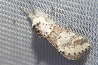 Furcula furcula