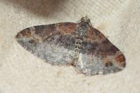 Xanthorhoe spadicearia/ferrugata