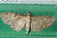 Eupithecia