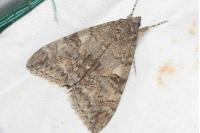 Catocala nupta