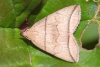 Herminia grisealis