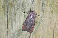 Peridroma saucia