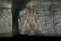 Peridroma saucia