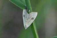 Rivula sericealis