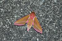Deilephila elpenor