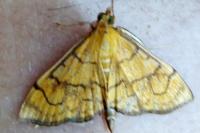 Anania verbascalis