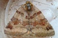 Euclidia glyphica