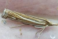 Ancylolomia tentaculella