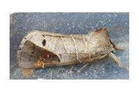 Clostera anachoreta