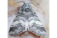 Drymonia querna