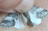 Drymonia querna