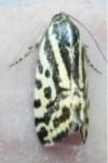 Emmelia trabealis