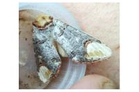 Phalera bucephala