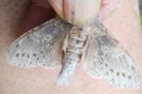 Stauropus fagi