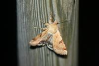 Heliothis peltigera