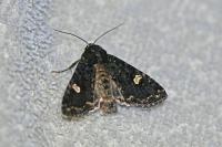 Melanchra persicariae