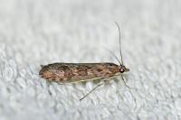 Nomophila noctuella