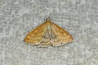 Sitochroa verticalis