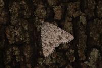 Acronicta aceris