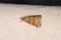 Hellula undalis