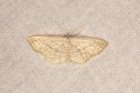Idaea elongaria