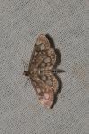 Anania coronata